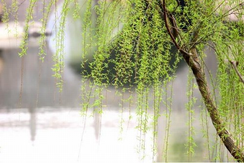 报春的使者--柳树