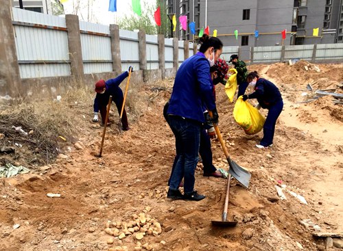 大秦置业秦和物业公司点种果蔬“一箭三雕”