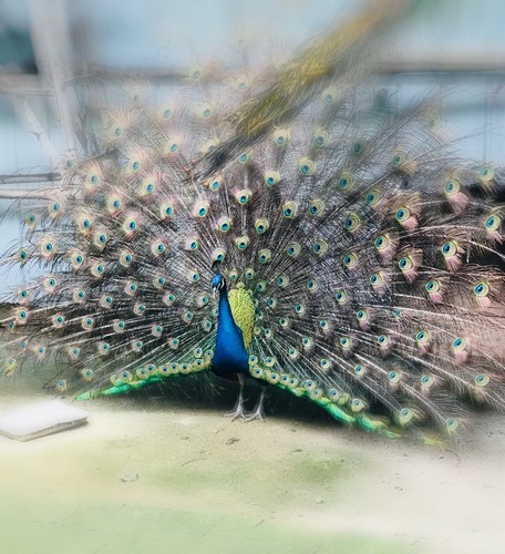 金缕玉衣斗芳菲