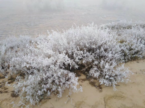 大漠边缘的冰绒花