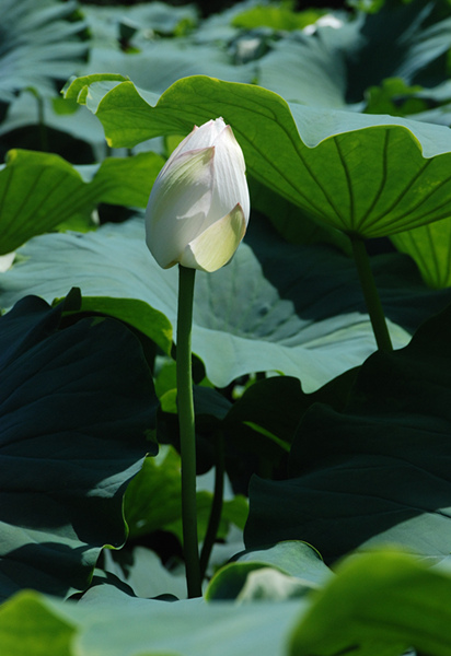 看取荷花净，应知不染尘