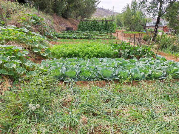 乐虎建设洗选煤运营公司红柳林洗煤厂项目部：职工菜园，“蔬”心“食”尚