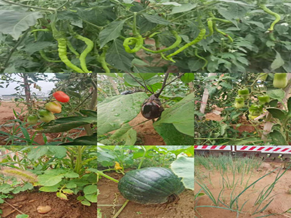 乐虎建设咸阳分公司第九项目部：硕果累累的“菜园子”，满满当当的“菜篮子”