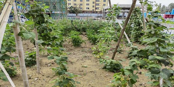 乐虎建设内蒙古分公司第二项目部：一分耕耘“三分”收获