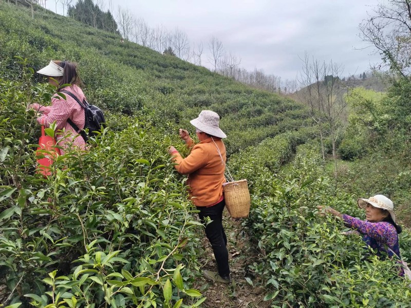乐虎建设定点帮扶村：春茶采摘忙，茶香促振兴
