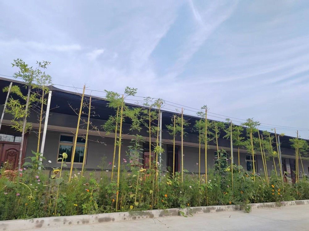 建筑工地办公室前的心灵绿洲