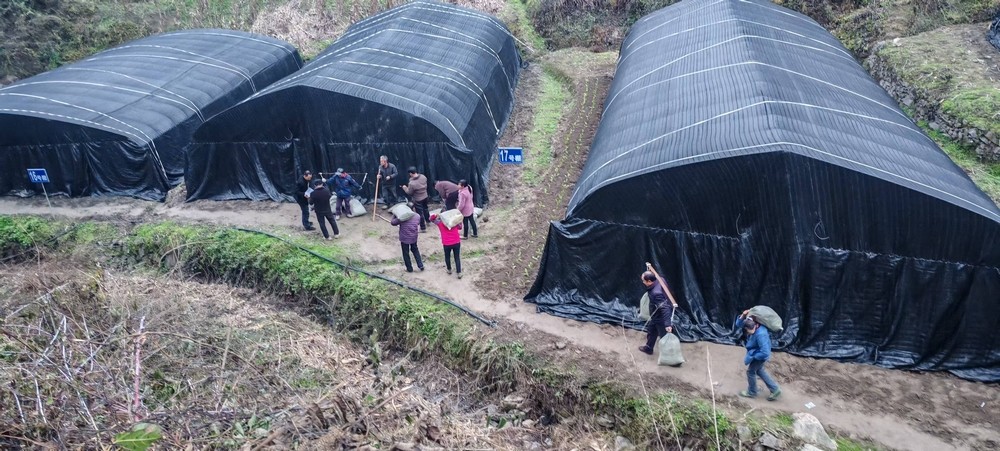 乐虎建设定点帮扶村：学哪吒永破万难   羊肚菌产业从“菌”疑到丰收蝶变