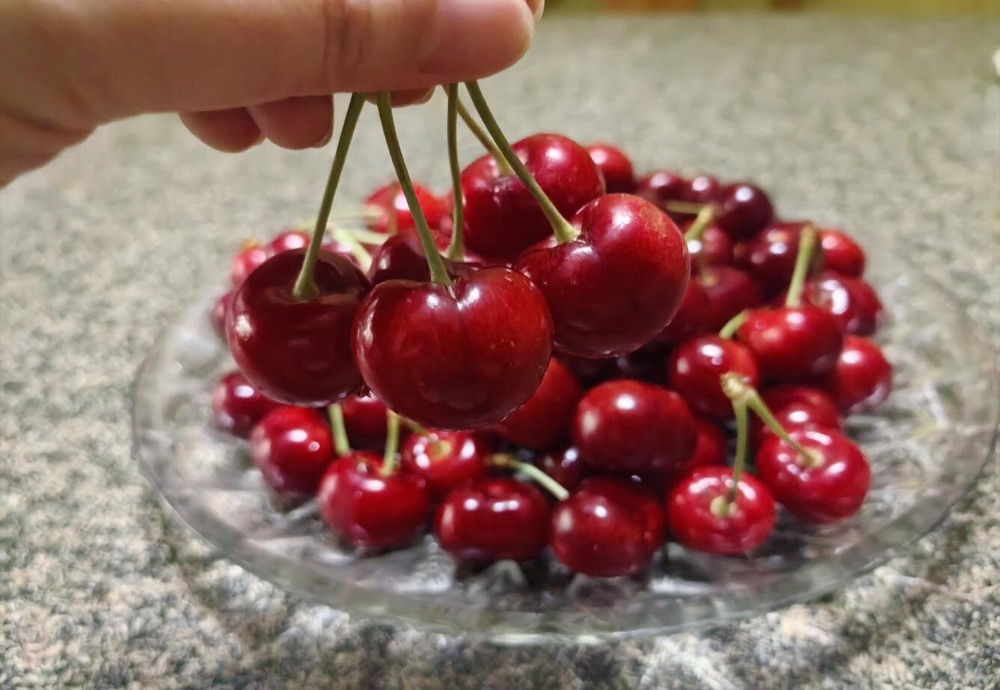 又是一年樱桃熟