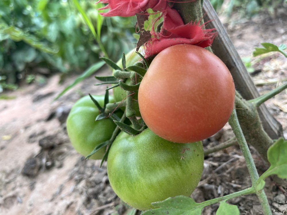 钢筋水泥间的“田园诗”