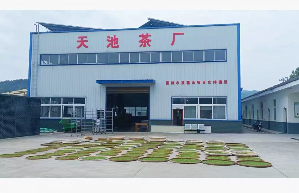 乐虎建设定点帮扶村:百亩茶园托起乡村振兴“绿引擎”