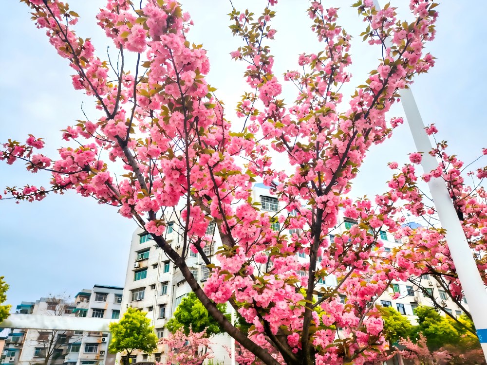 樱绽春日暖 奋进正当时